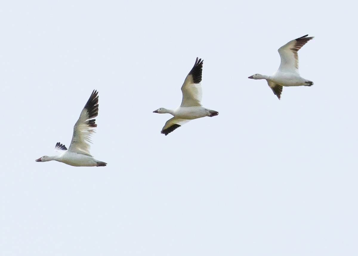 Snow Goose - ML642288731