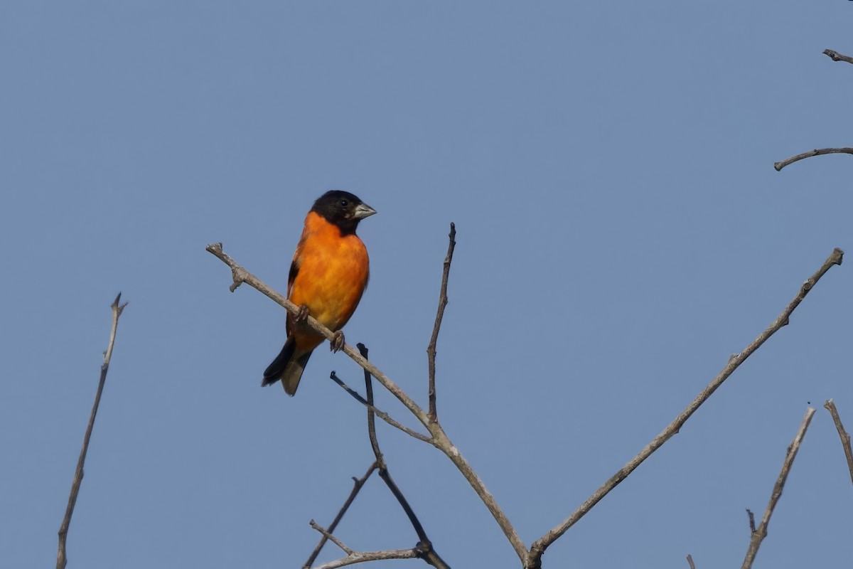 Red Siskin - ML642288744