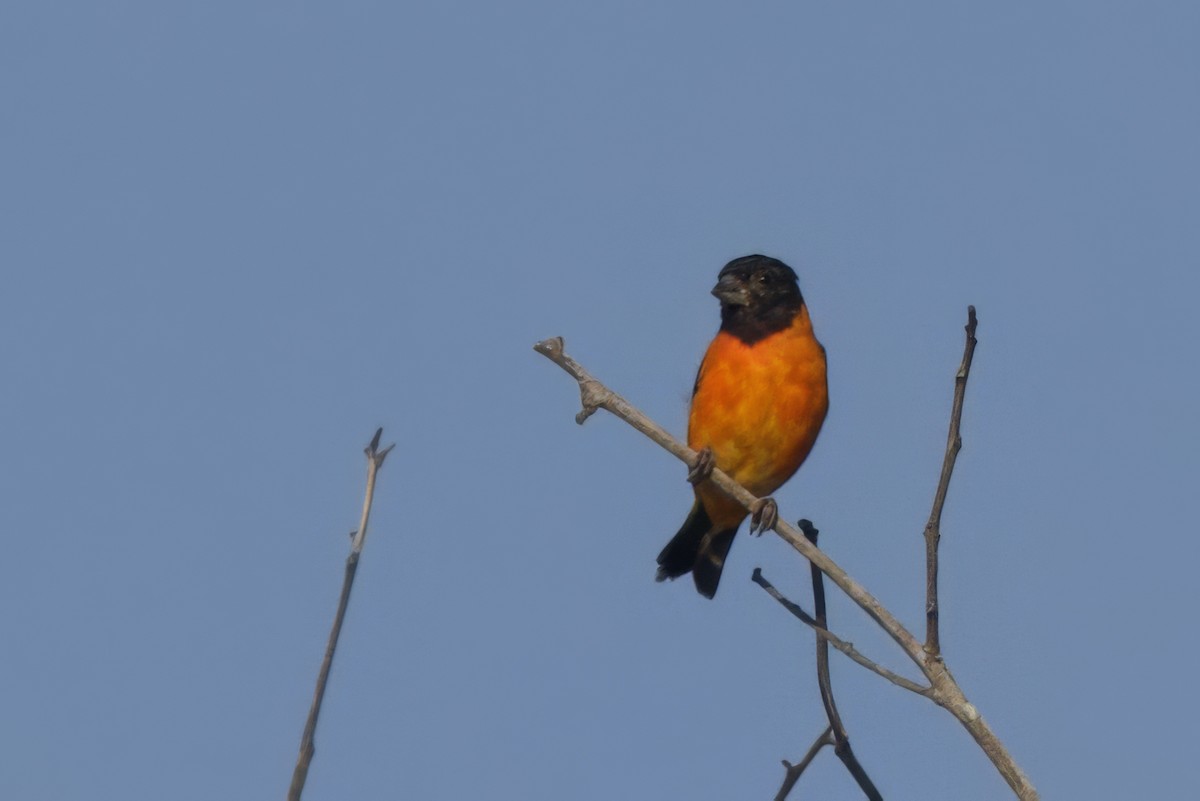 Red Siskin - ML642288746