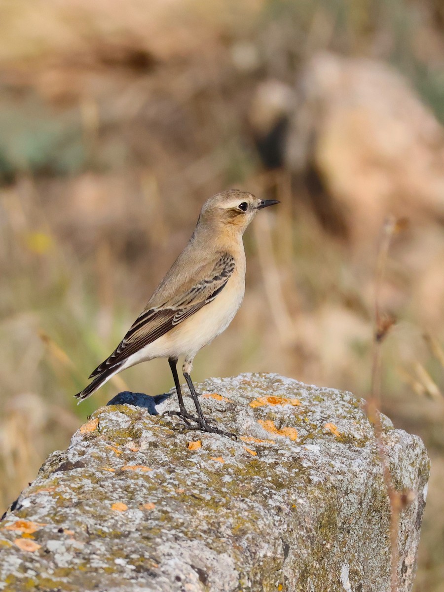 ハシグロヒタキ（oenanthe／libanotica） - ML642288762