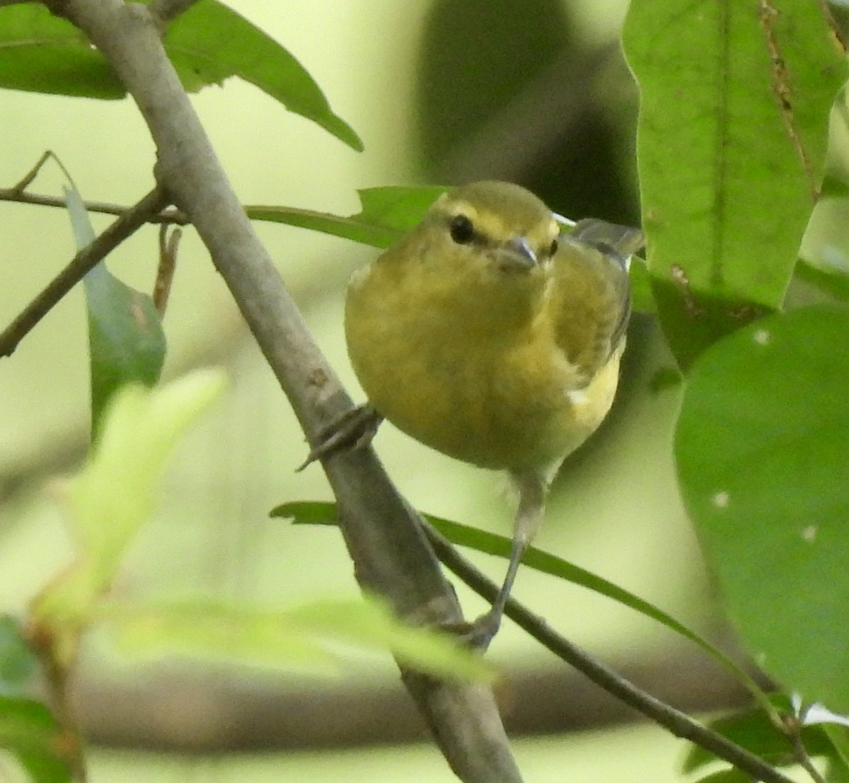 Tennessee Warbler - ML642288769