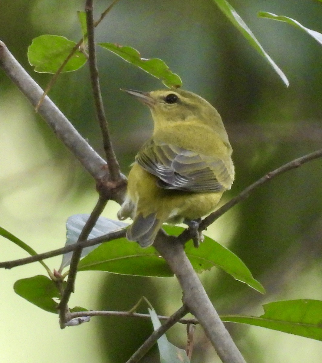 Tennessee Warbler - ML642288770
