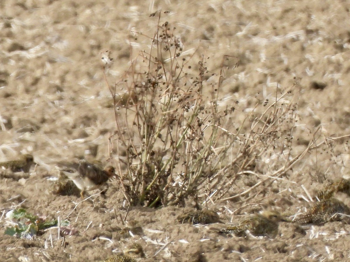 Buff-breasted Sandpiper - ML642288776