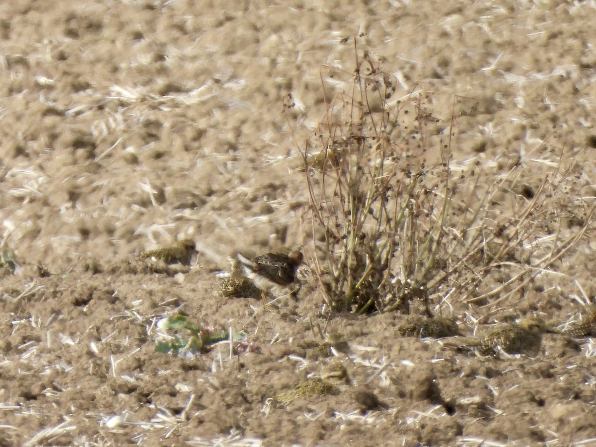 Buff-breasted Sandpiper - ML642288777