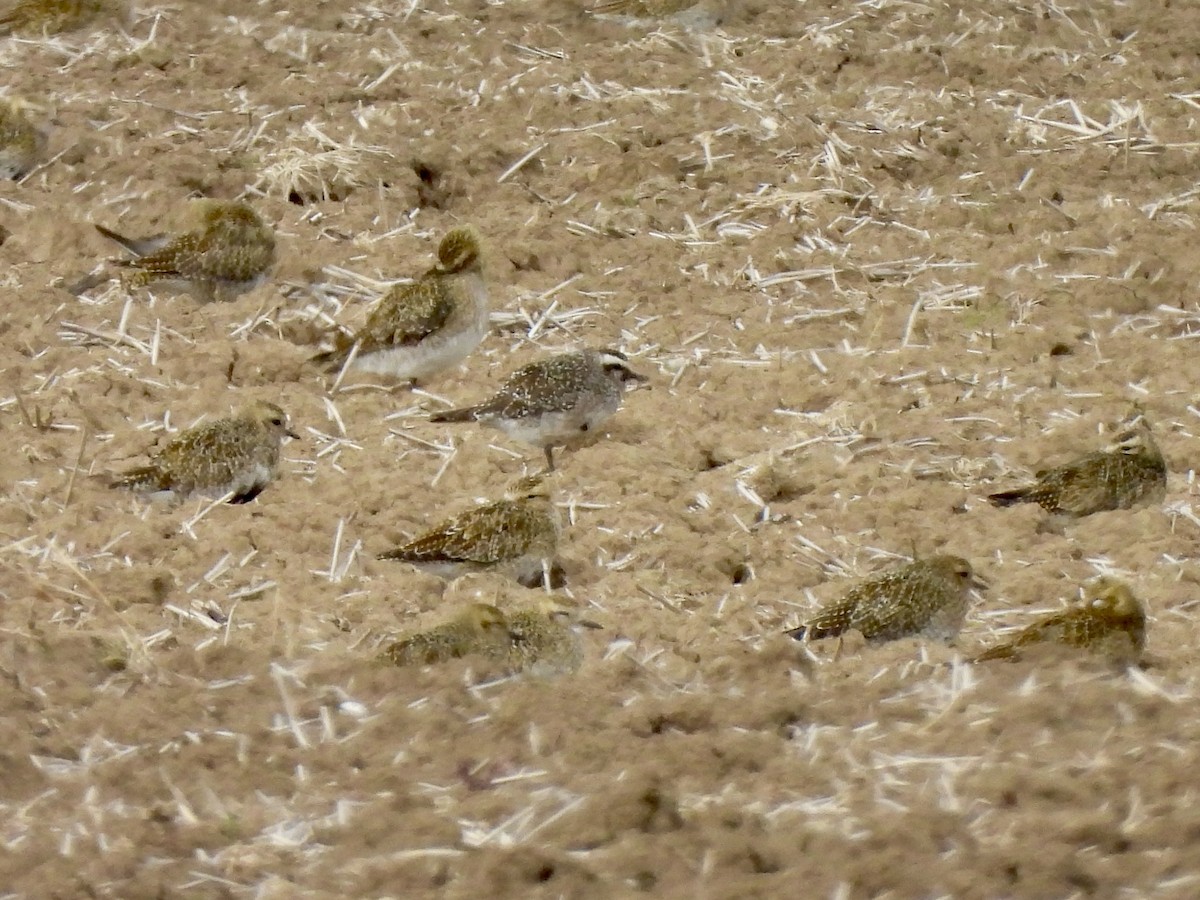 American Golden-Plover - ML642288786
