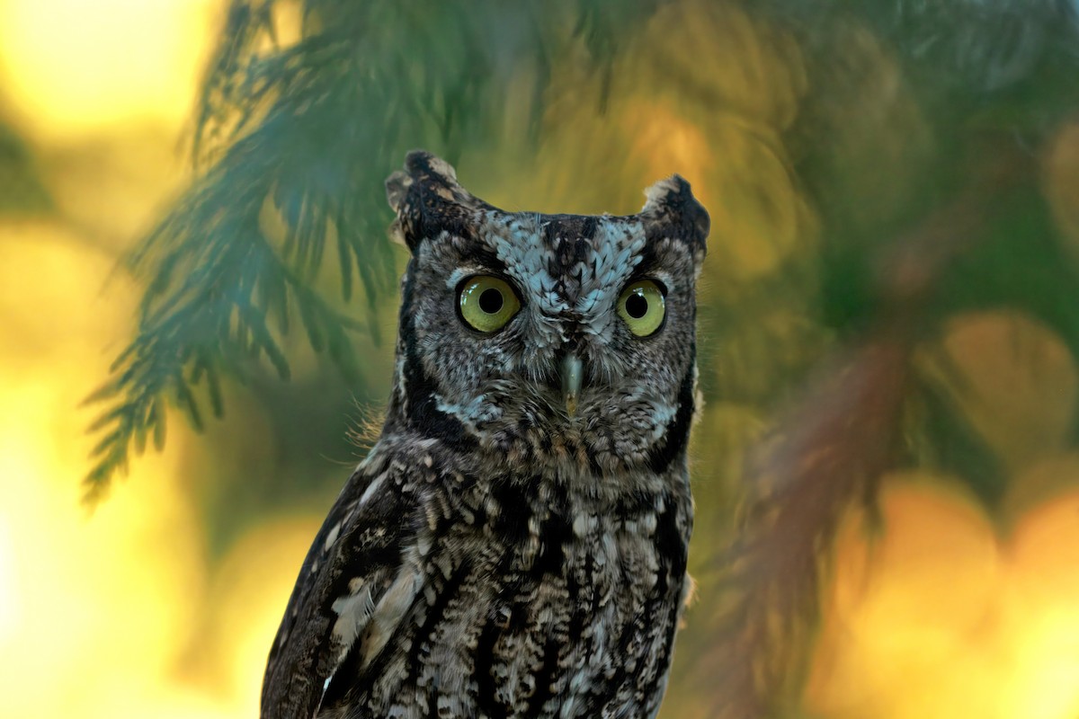 Western Screech-Owl - ML642288794