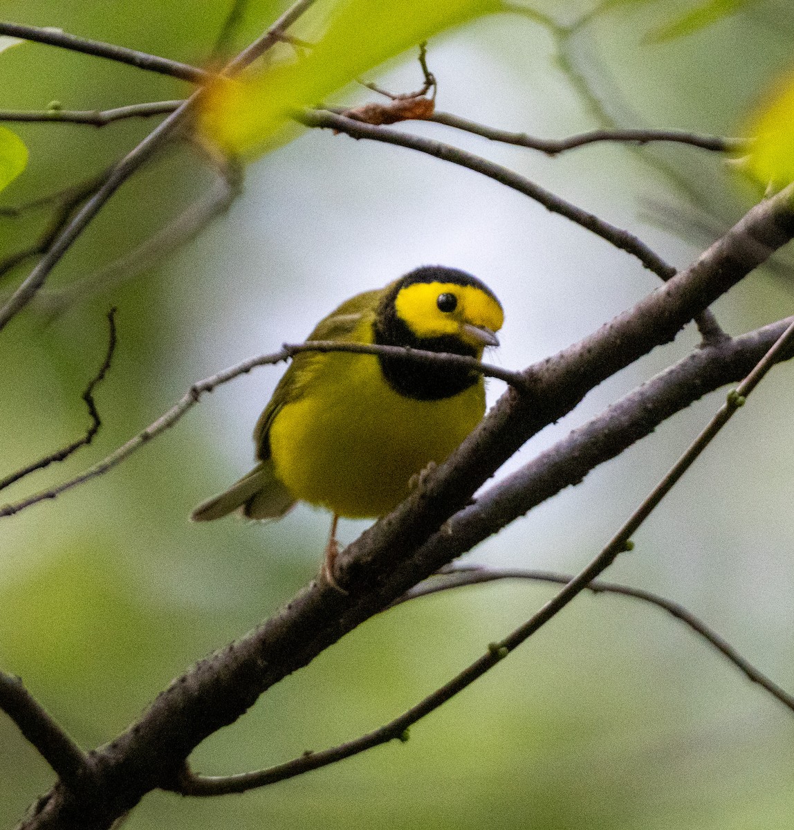 Hooded Warbler - ML642288803