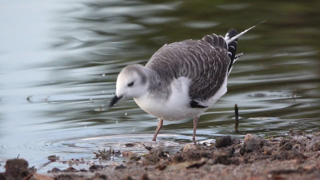 Sabine's Gull - ML642288835