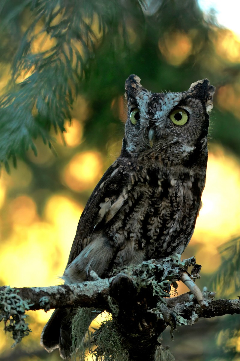 Western Screech-Owl - ML642288858