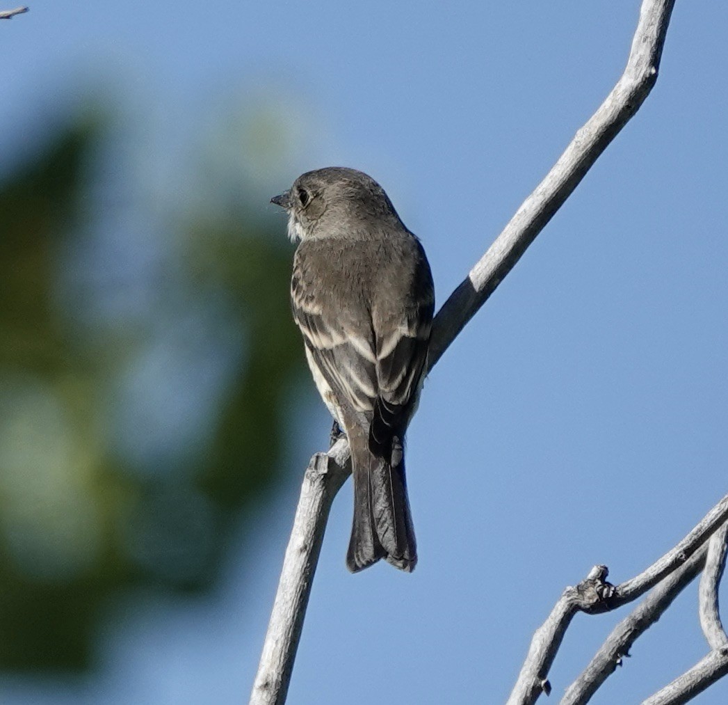 Western Wood-Pewee - ML642288875