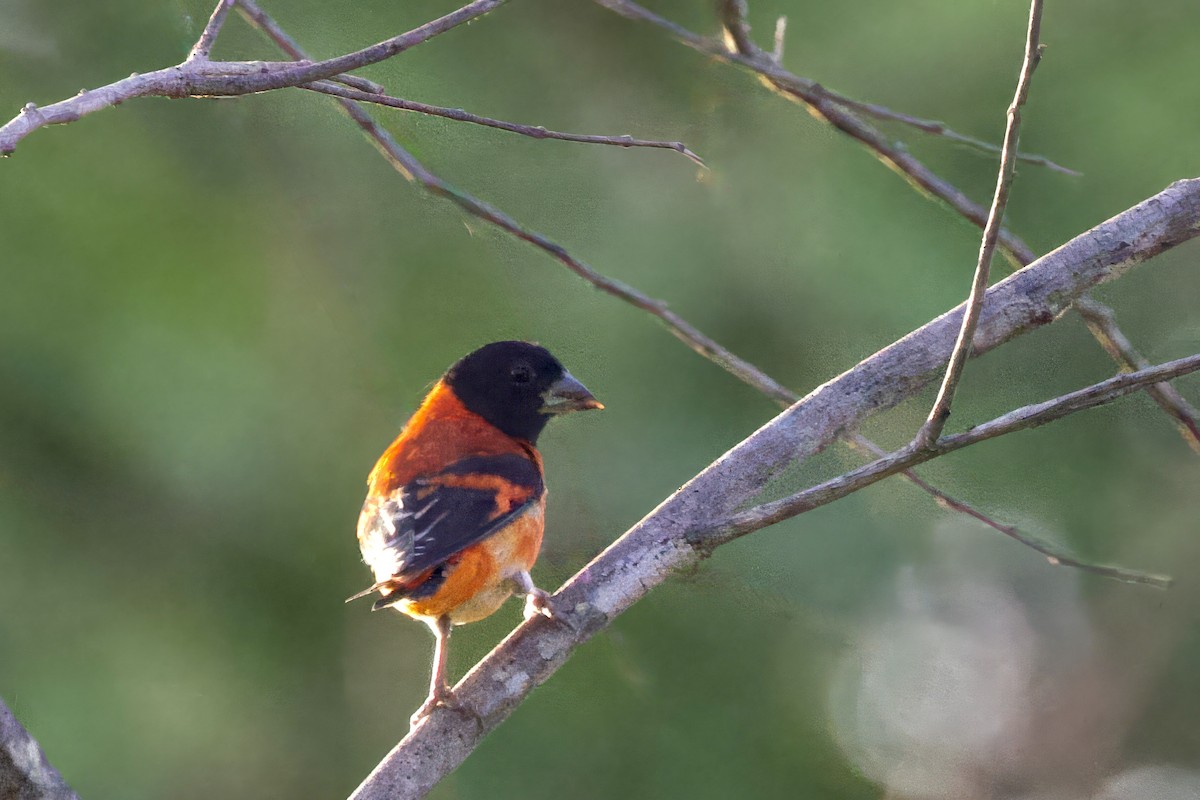 Red Siskin - ML642288880