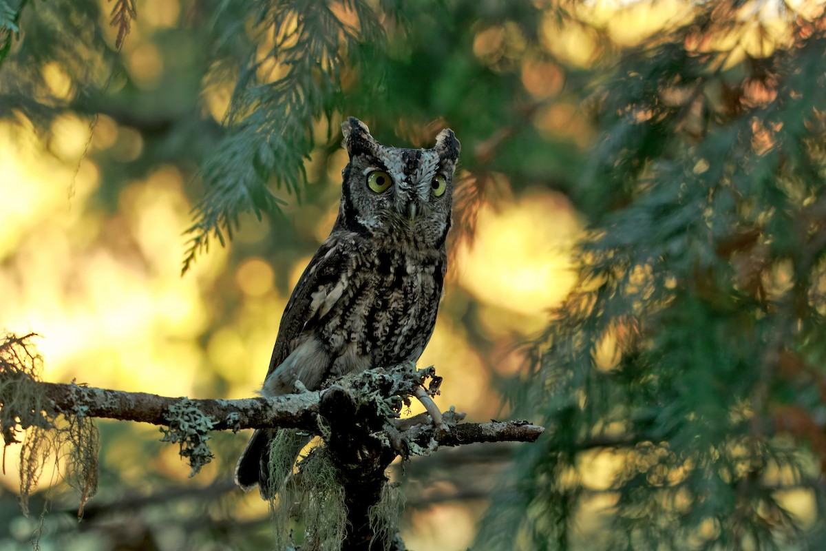 Western Screech-Owl - ML642288898