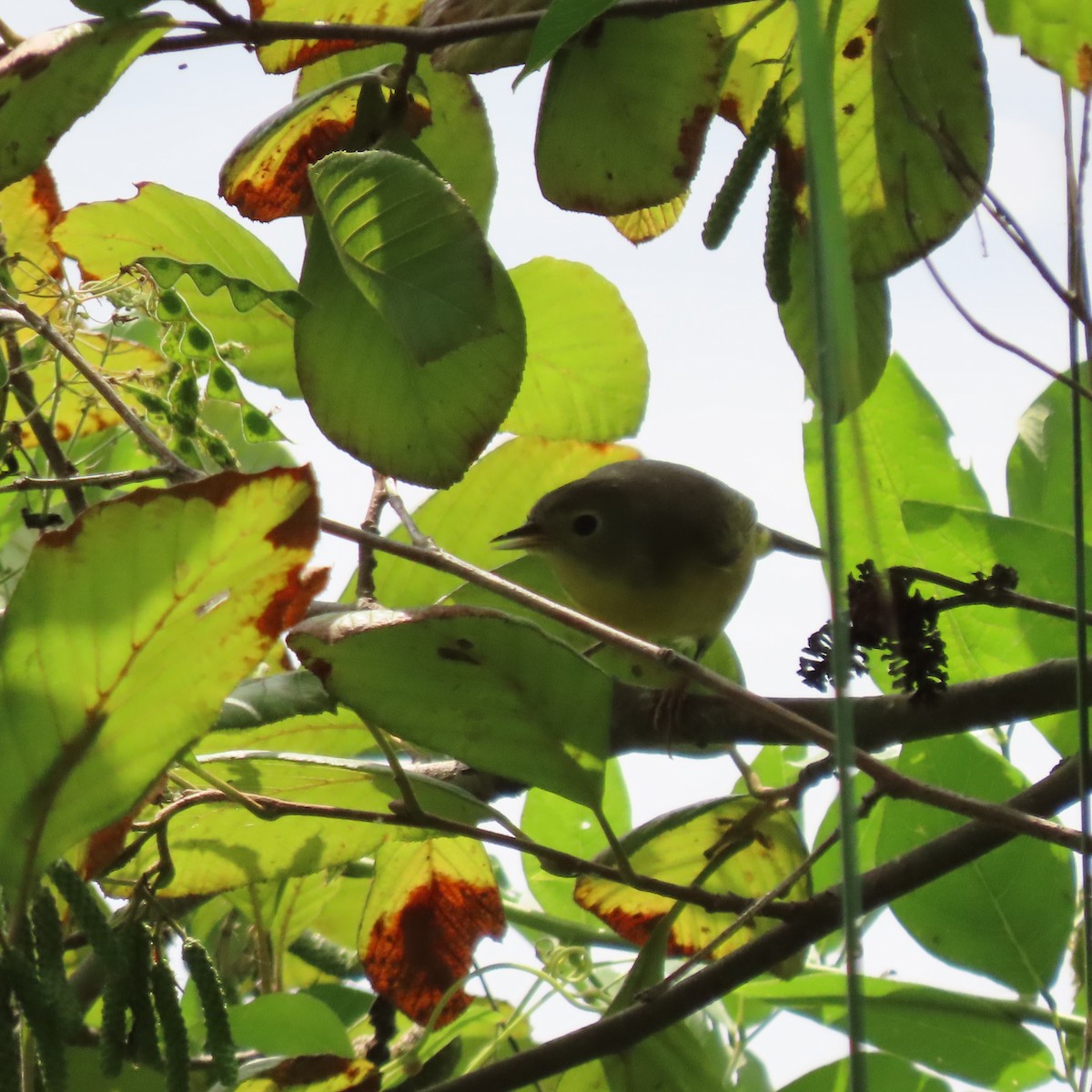 Common Yellowthroat - ML642288903