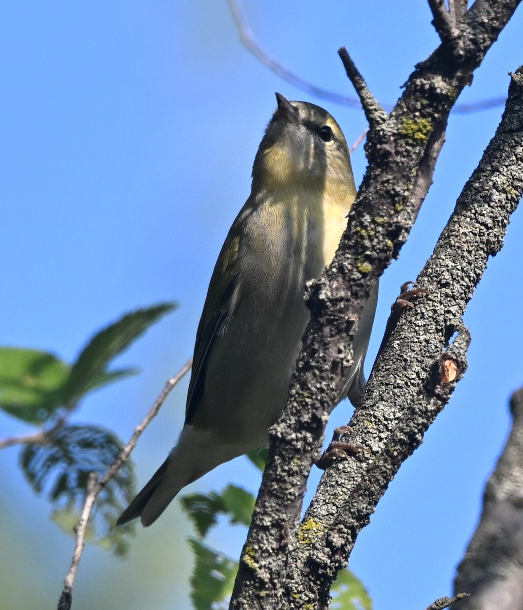 Tennessee Warbler - ML642288922