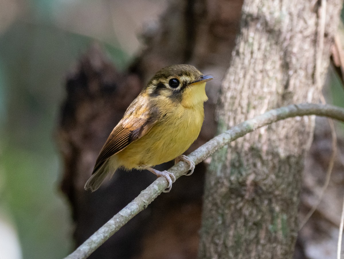 White-throated Spadebill - ML642288923