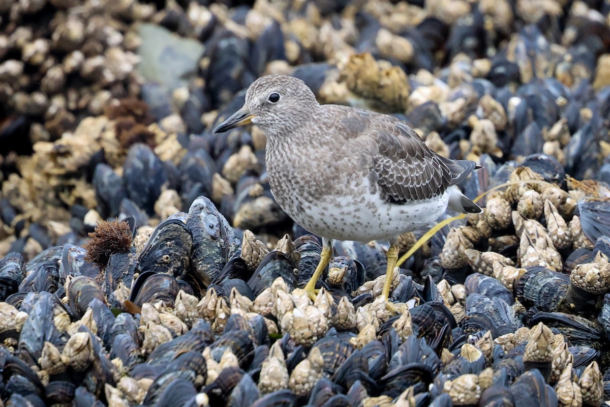 Surfbird - ML642288924