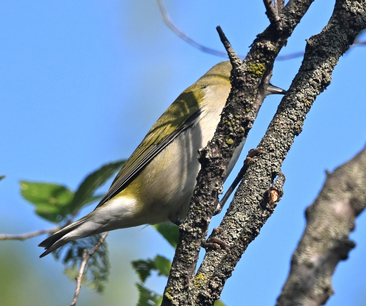 Tennessee Warbler - ML642288937