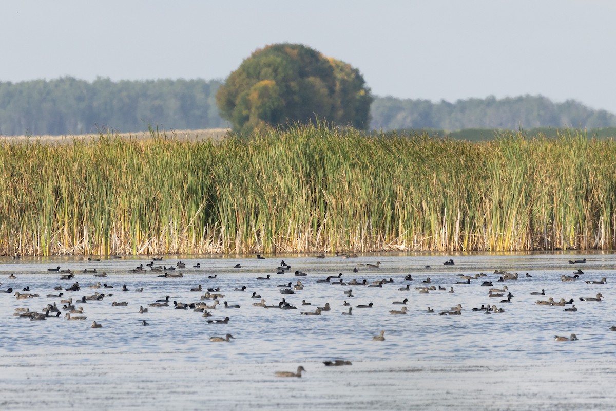 Gadwall - ML642288943