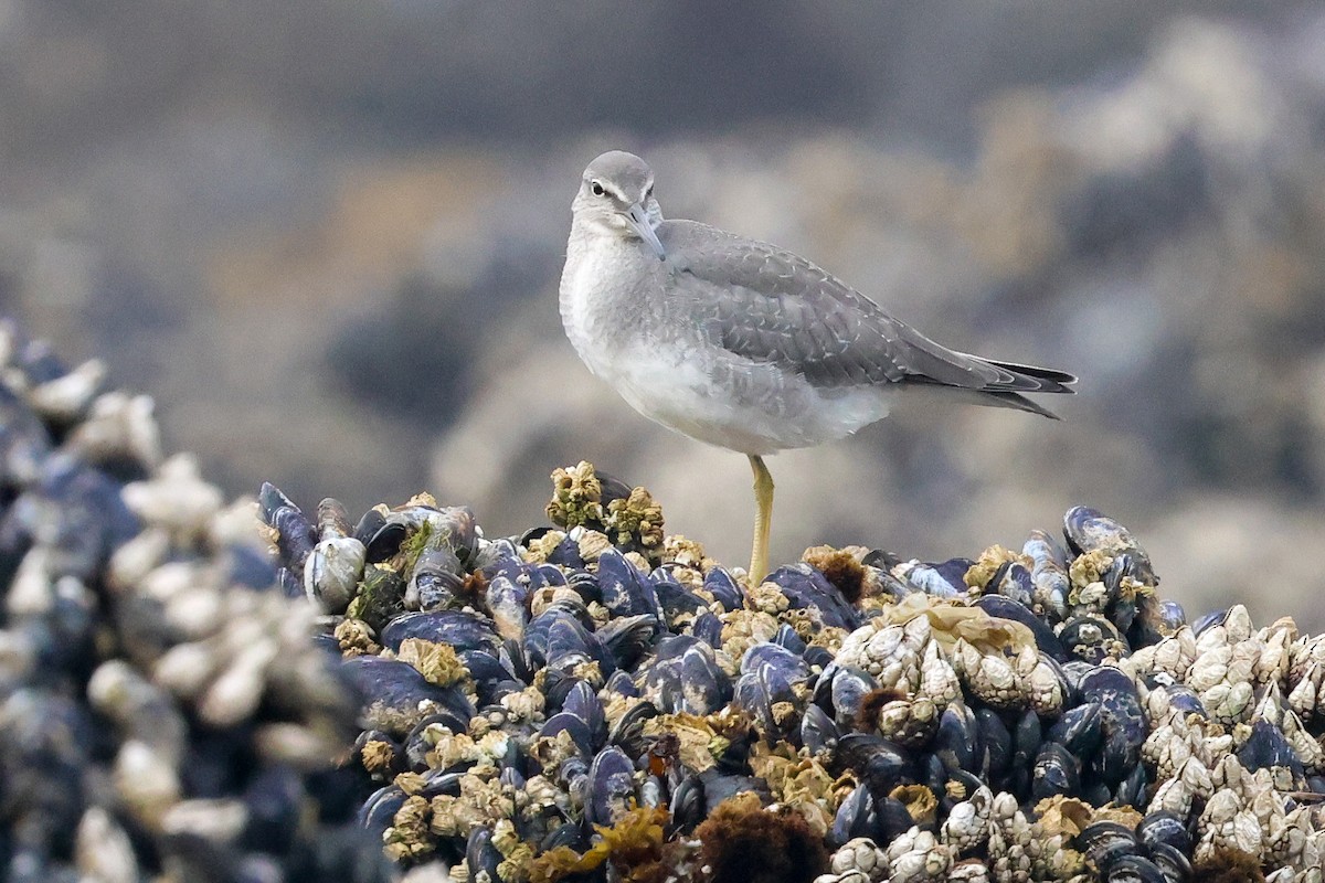 Wandering Tattler - ML642288973