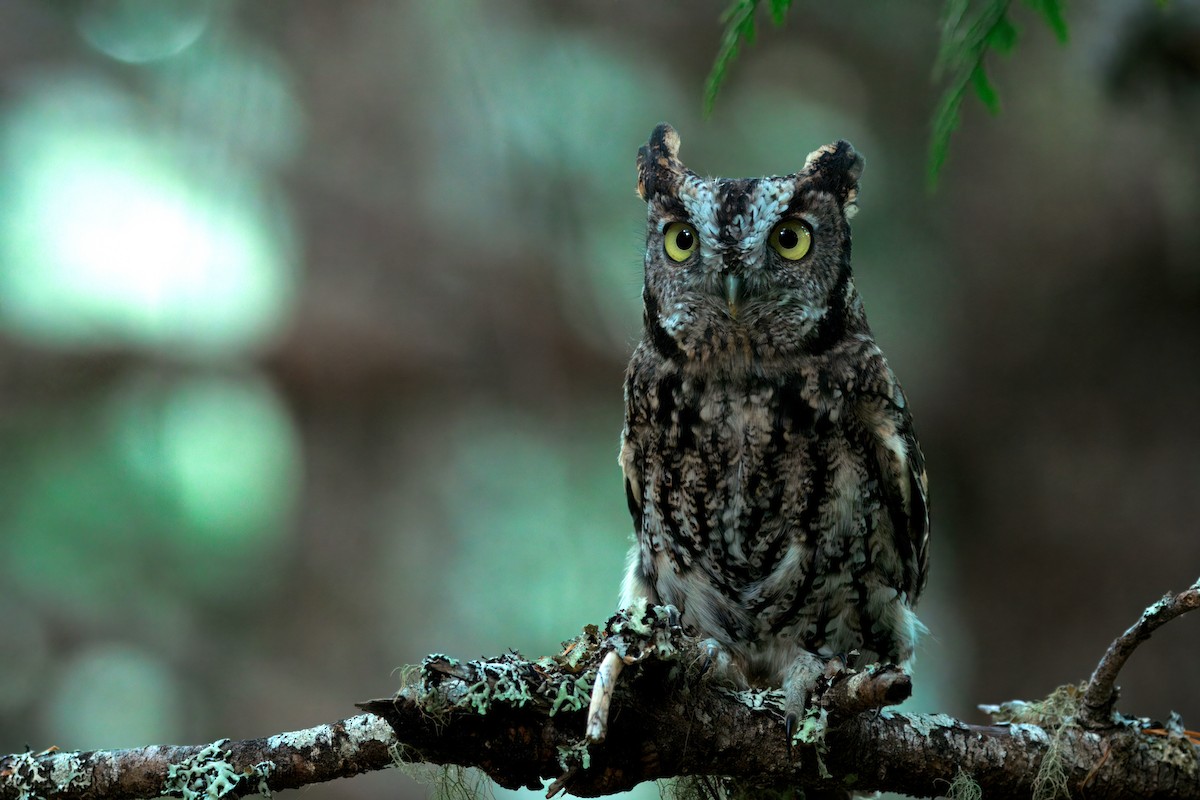 Western Screech-Owl - ML642288982