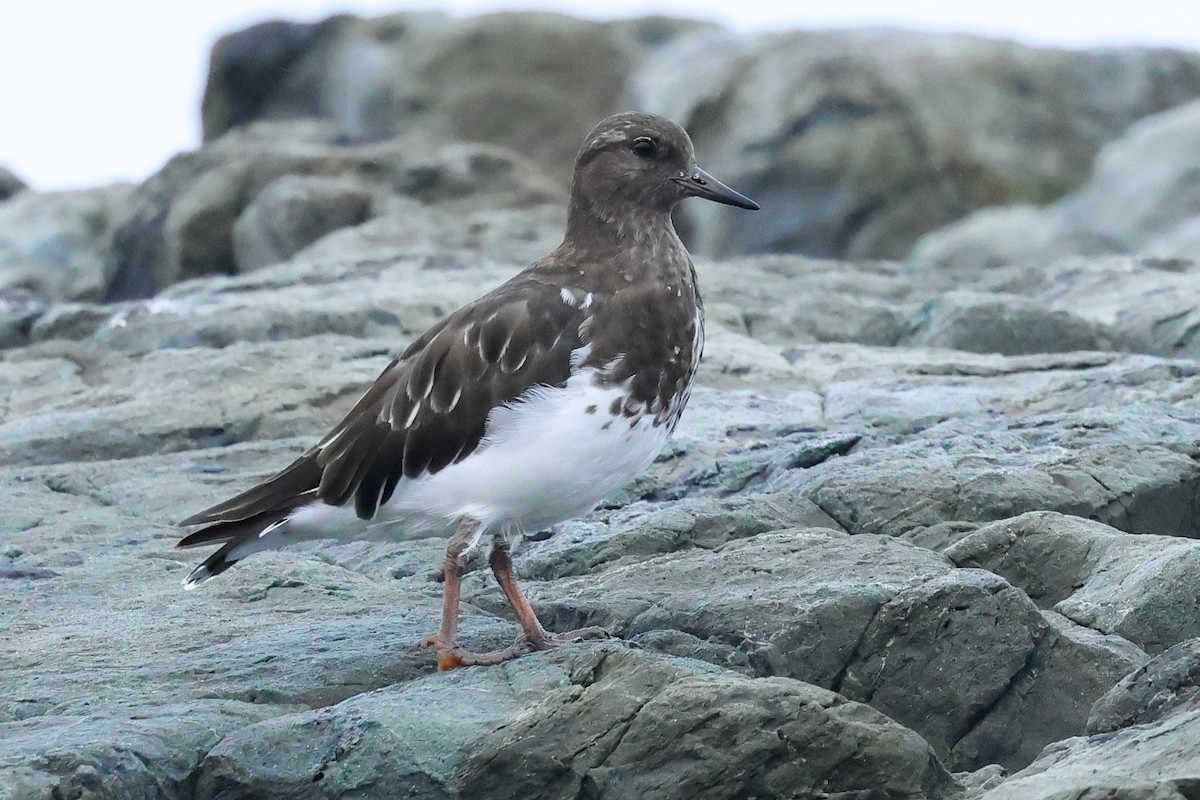 Black Turnstone - ML642289029