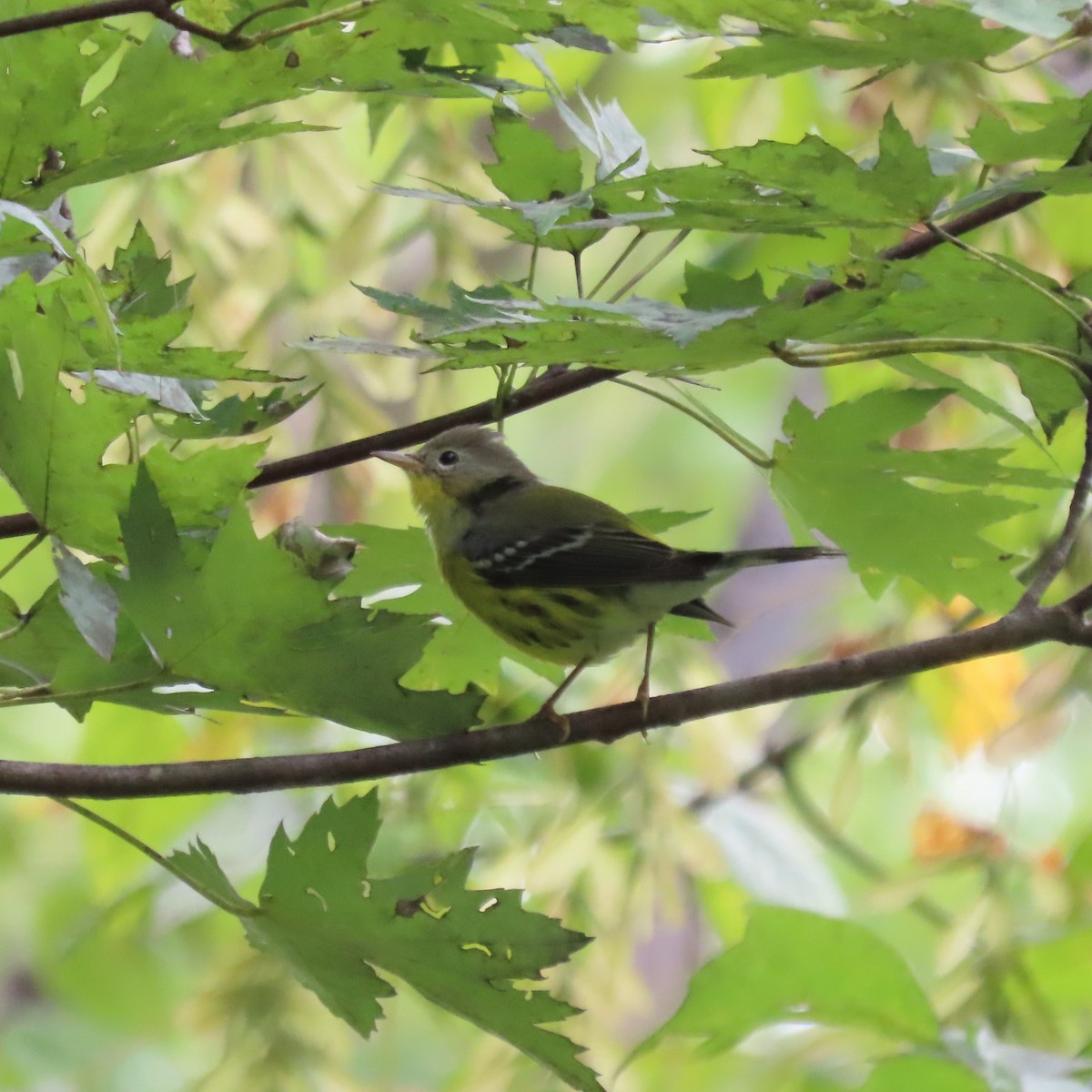 Magnolia Warbler - ML642289030