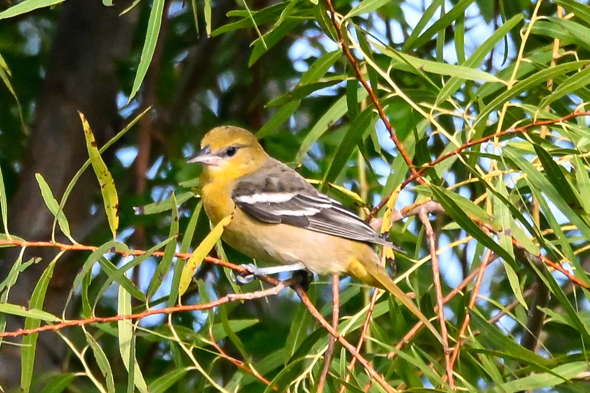 Baltimore Oriole - ML642289057