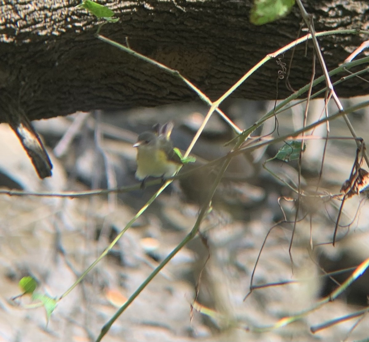 American Redstart - ML642289071