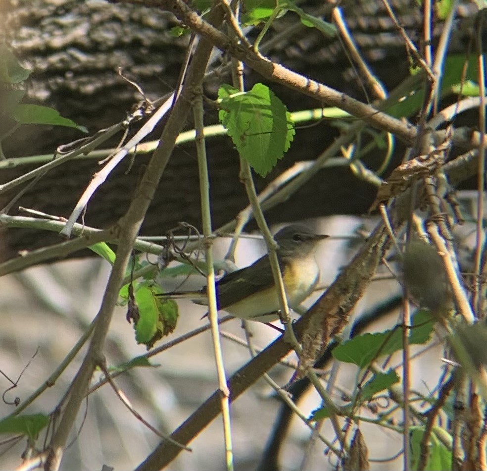 American Redstart - ML642289072