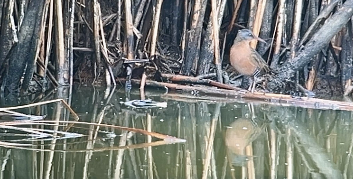 Virginia Rail - ML642289078