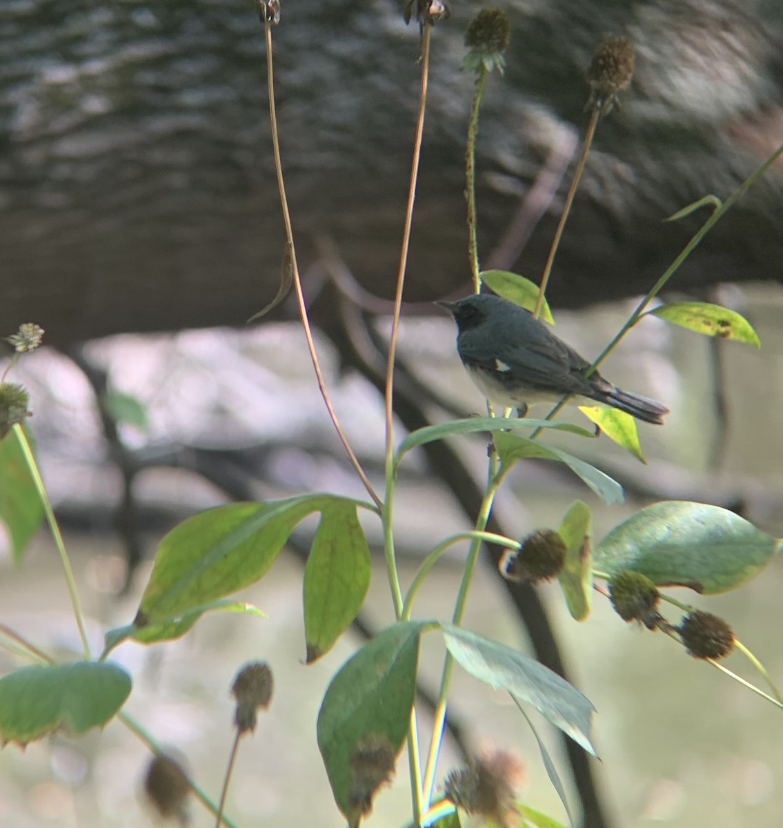 Black-throated Blue Warbler - ML642289100