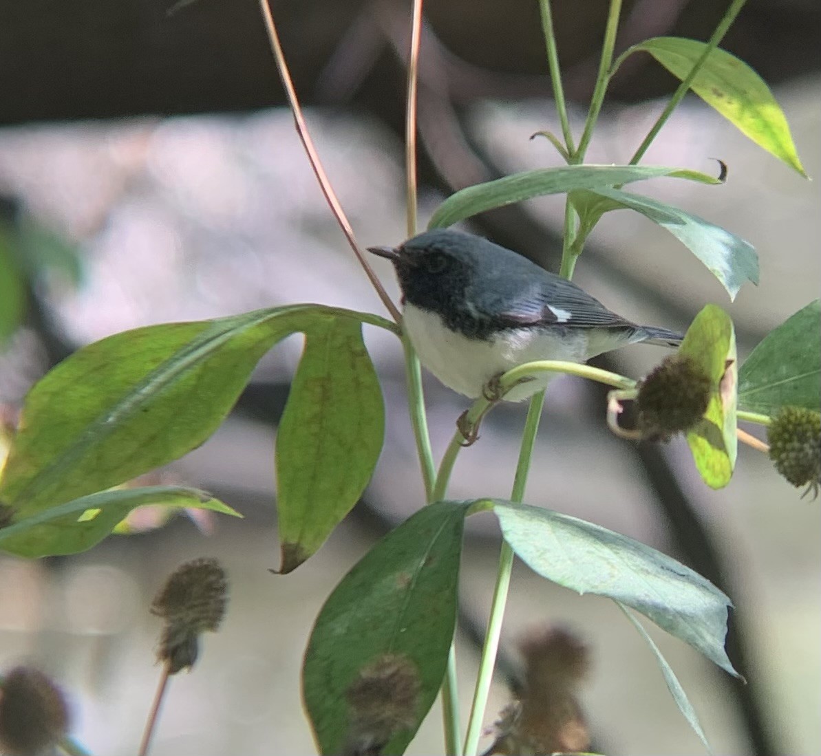Black-throated Blue Warbler - ML642289102