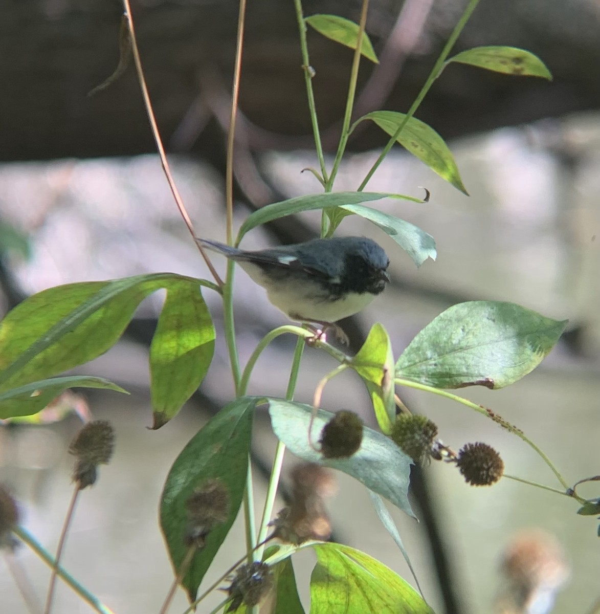 Black-throated Blue Warbler - ML642289103