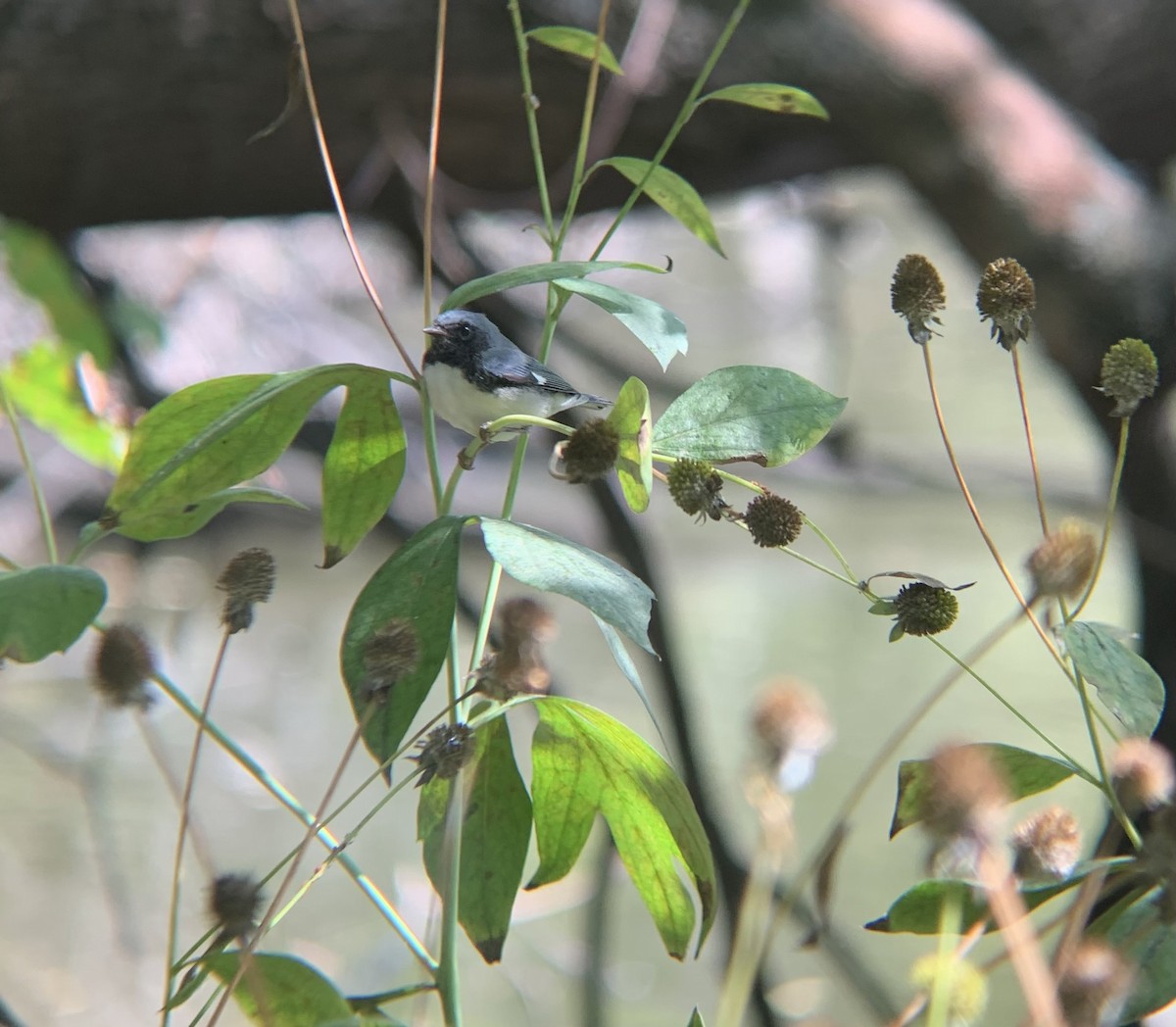 Black-throated Blue Warbler - ML642289104
