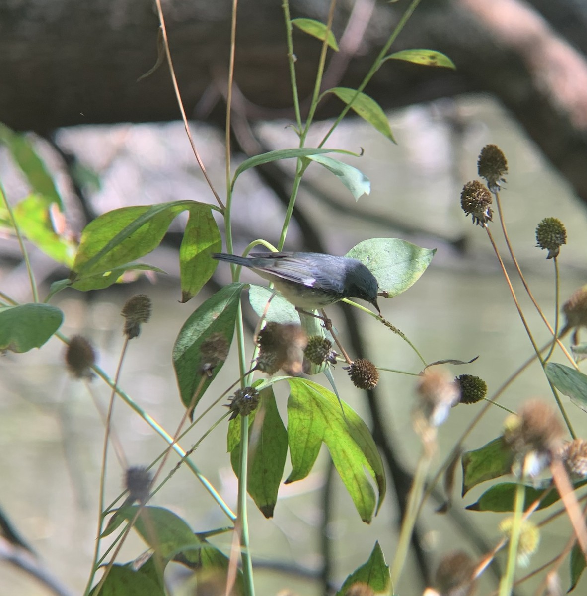 Black-throated Blue Warbler - ML642289105