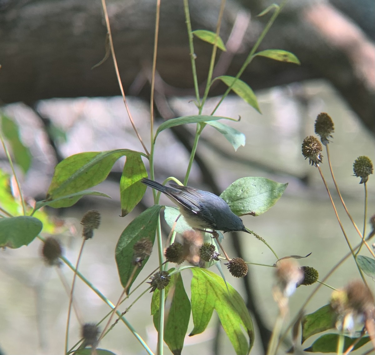 Black-throated Blue Warbler - ML642289106