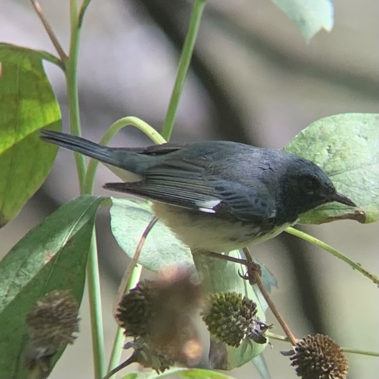 Black-throated Blue Warbler - ML642289107