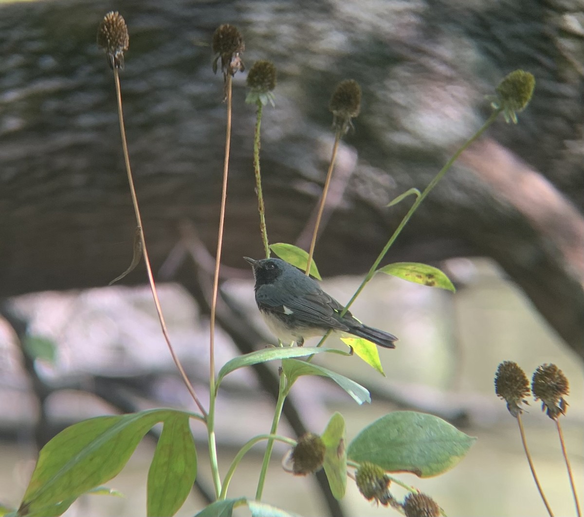 Black-throated Blue Warbler - ML642289108