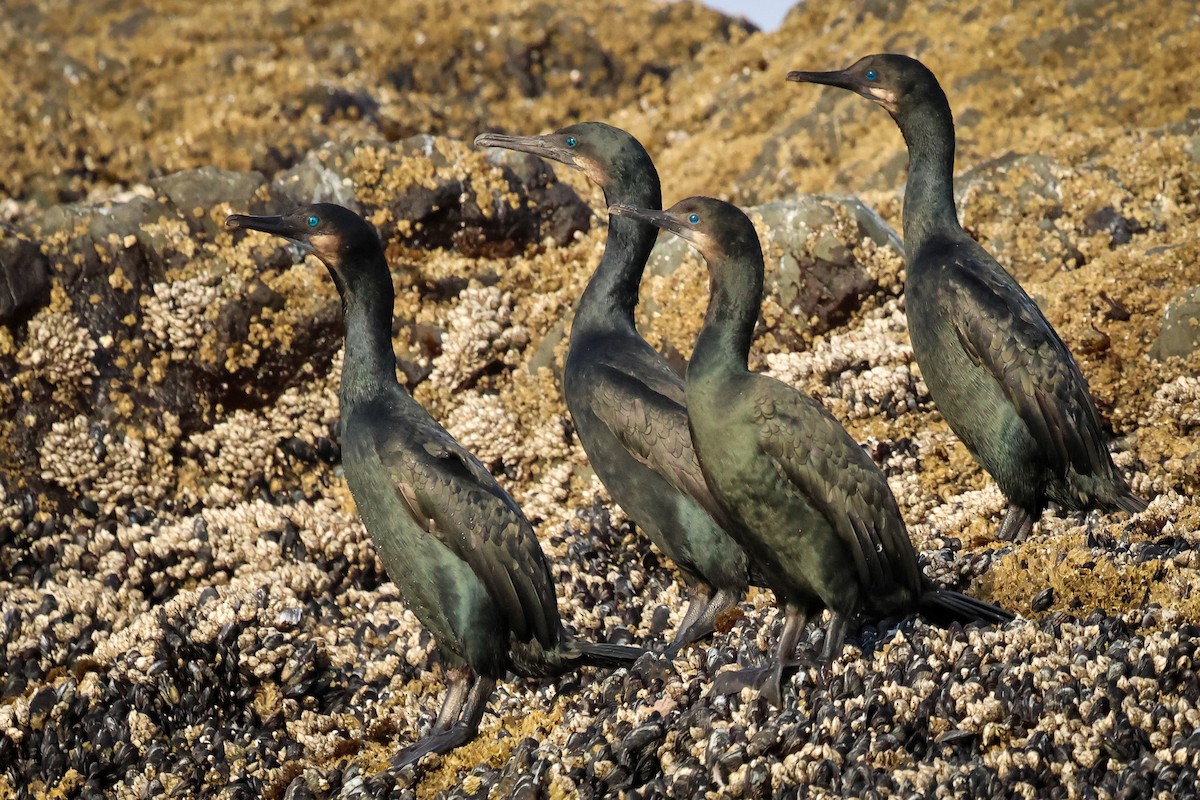 Brandt's Cormorant - ML642289114