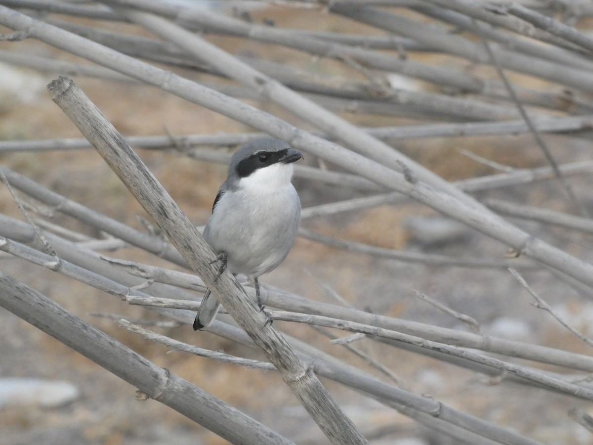 Great Gray Shrike (Sahara) - ML642289135