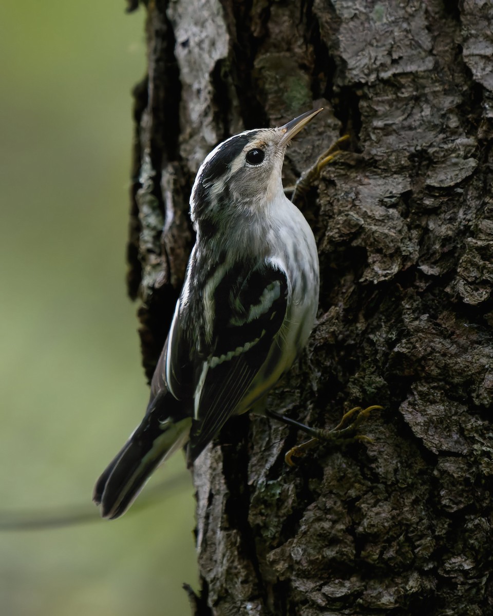 Black-and-white Warbler - ML642289137