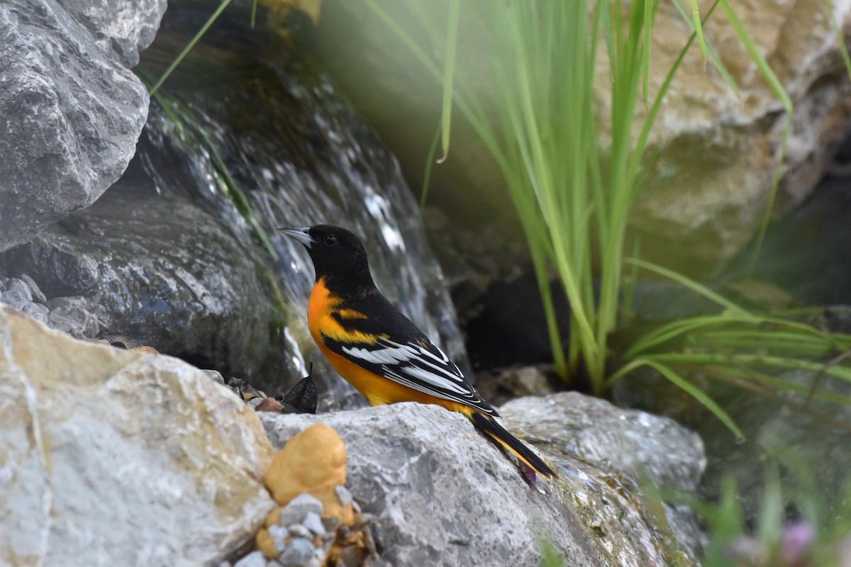 Baltimore Oriole - ML642289139