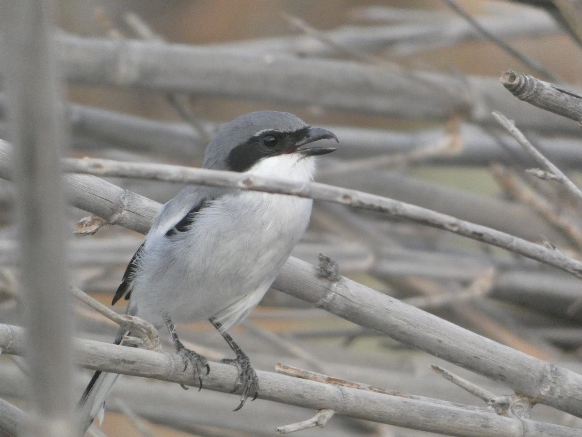 Great Gray Shrike (Sahara) - ML642289140