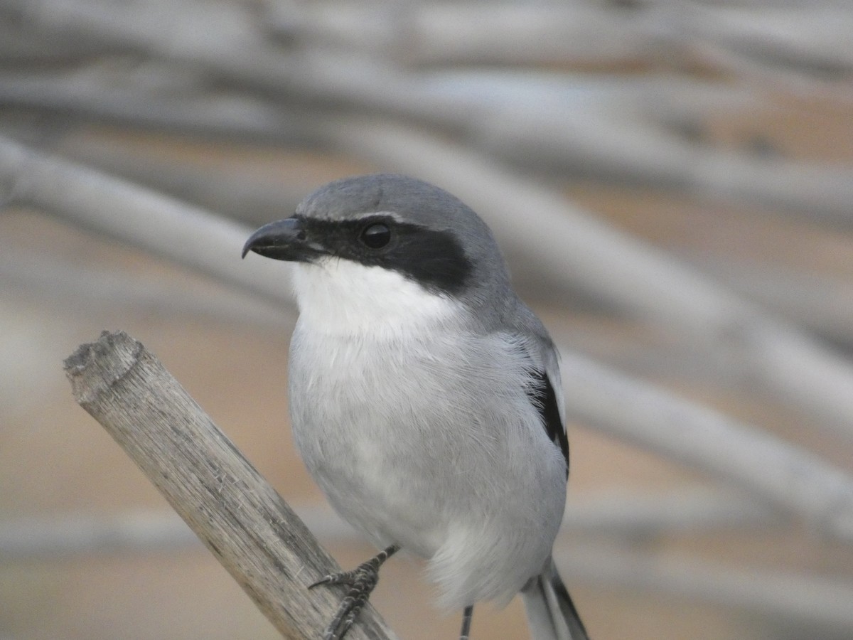 Great Gray Shrike (Sahara) - ML642289141