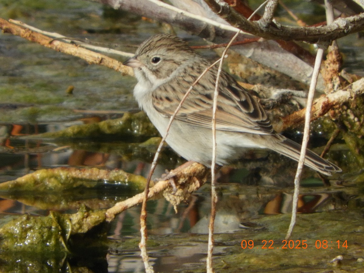 Brewer's Sparrow - ML642289142