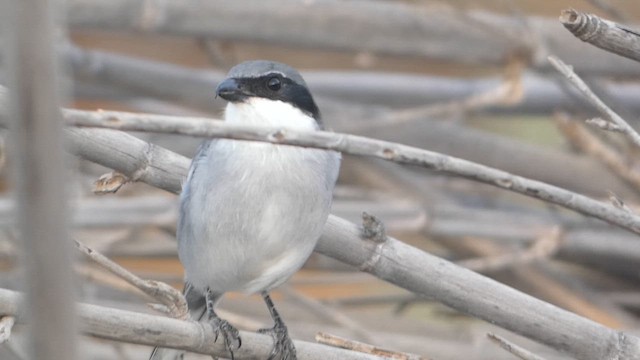 Great Gray Shrike (Sahara) - ML642289143