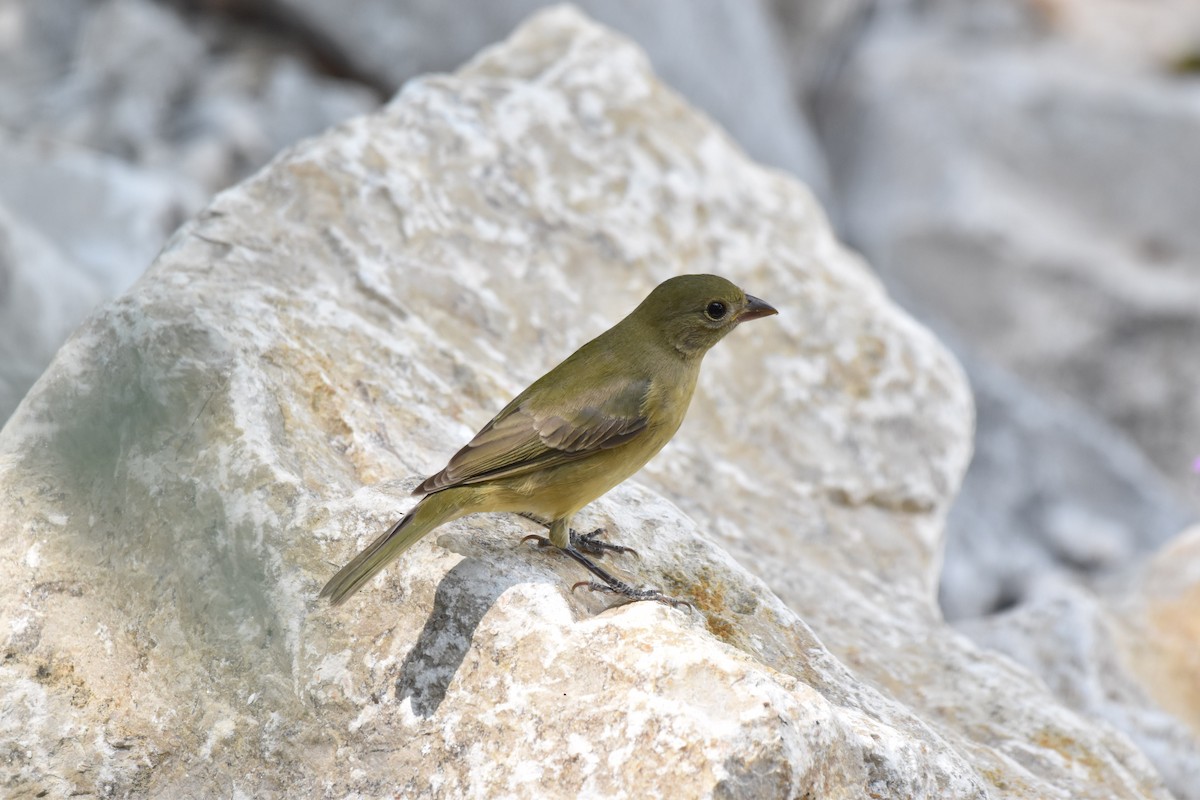 Painted Bunting - ML642289145