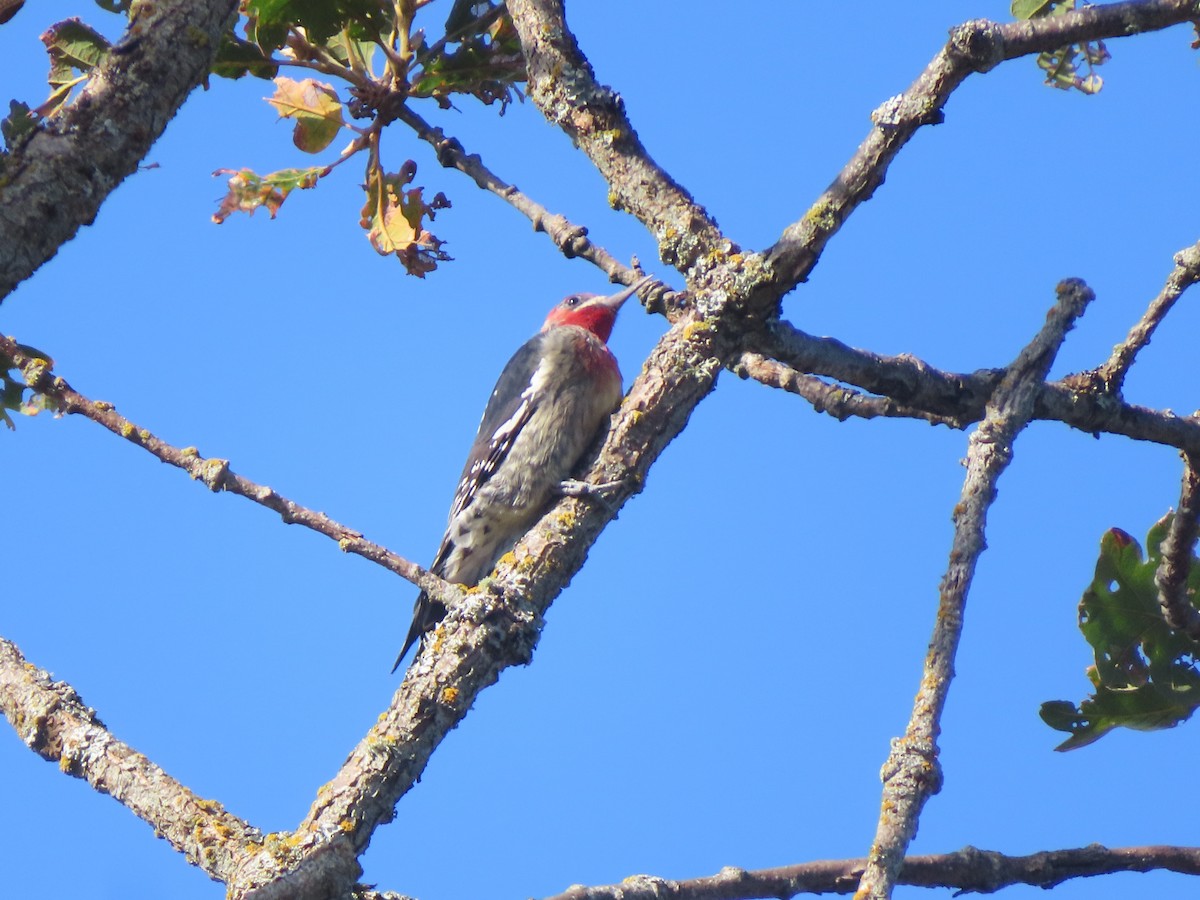 Red-breasted Sapsucker - ML642289177
