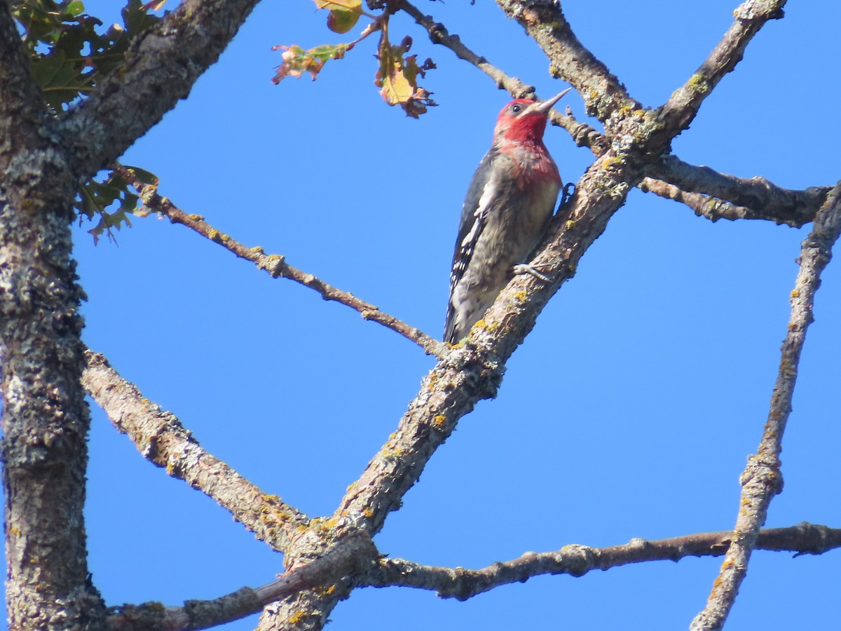 Red-breasted Sapsucker - ML642289181