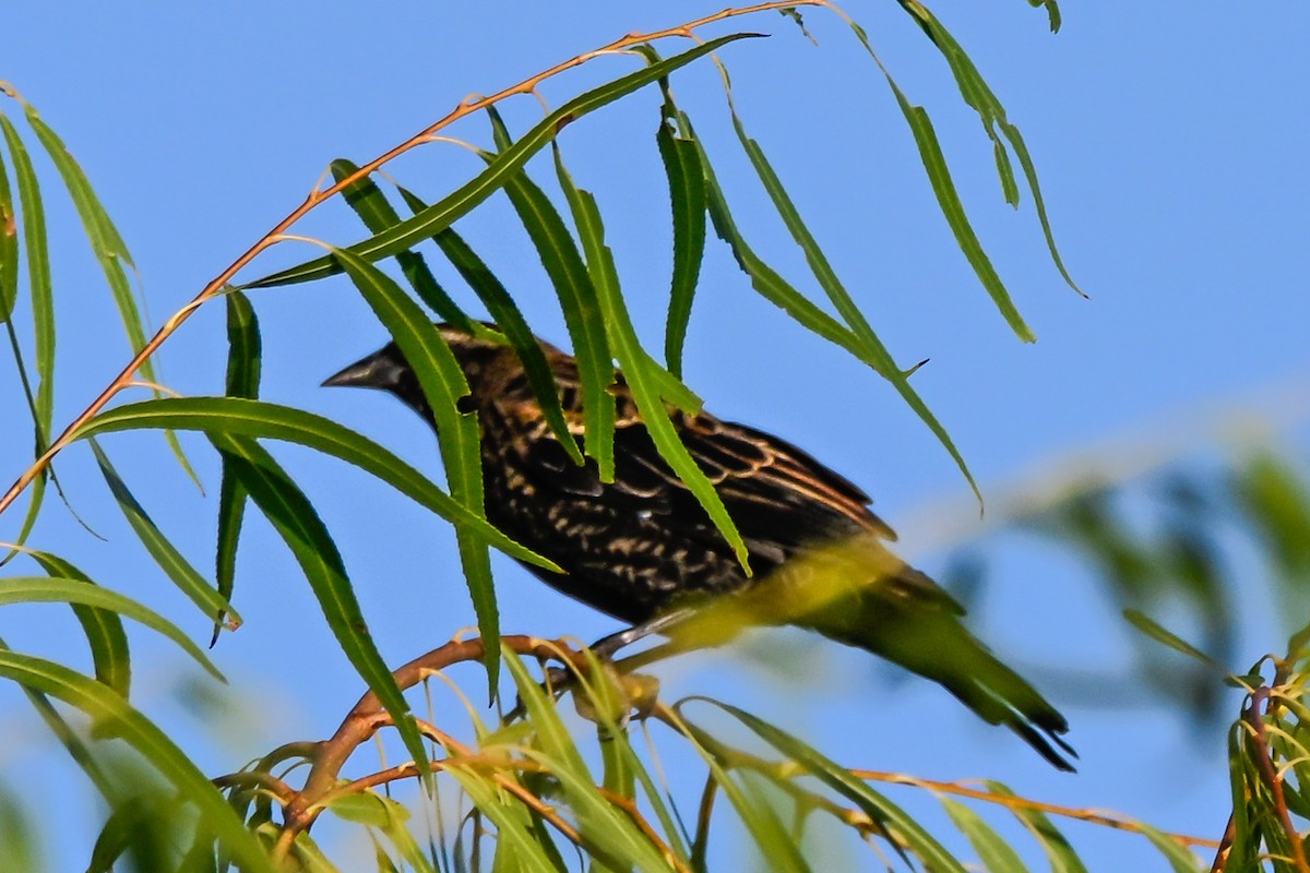 Red-winged Blackbird - ML642289182